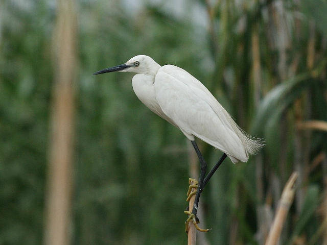 Малая белая цапля (Egretta garzetta). Птицы Северной Евразии.